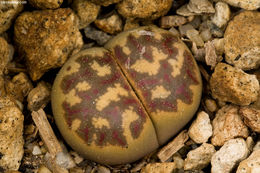 Image of Lithops dorotheae Nel