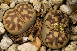 Image of Lithops dorotheae Nel