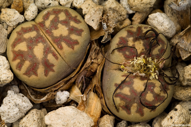 Image of Lithops dorotheae Nel