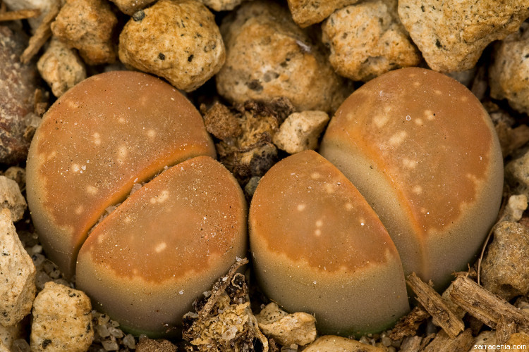 Plancia ëd Lithops olivacea L. Bol.