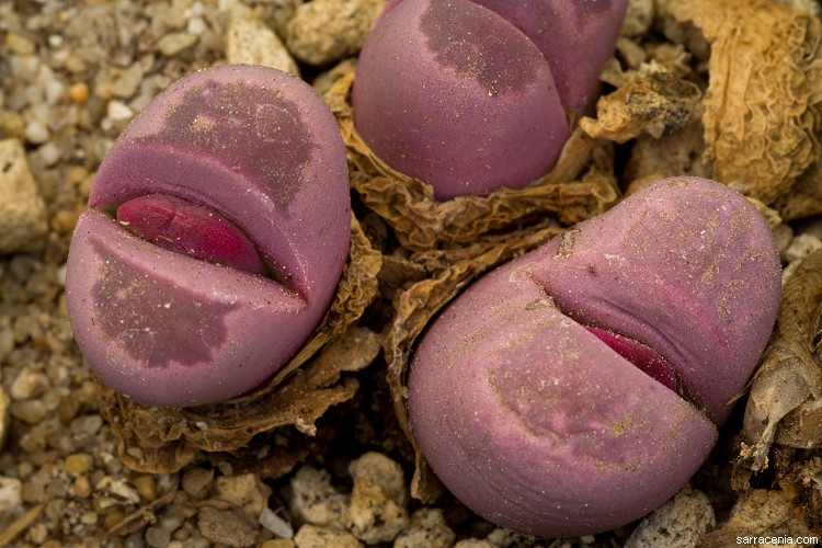 Image of Lithops optica (Marloth) N. E. Br.