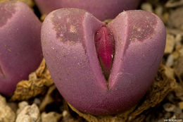 Image of Lithops optica (Marloth) N. E. Br.