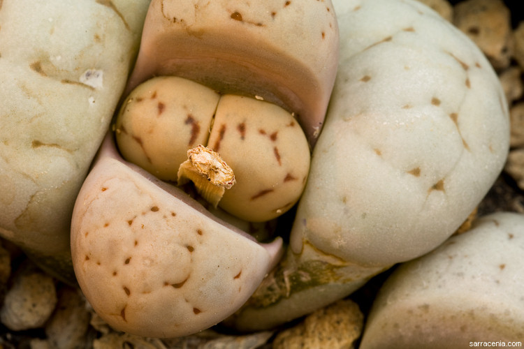 Image of Lithops ruschiorum (Dinter & Schwant.) N. E. Br.