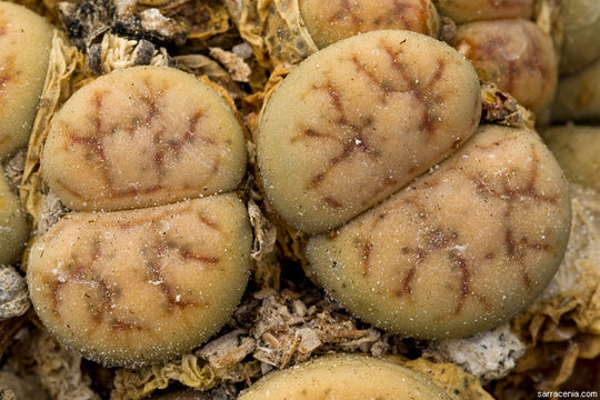 Imagem de Lithops werneri Schwant. & Jacobsen