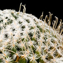 Image of Mammillaria crinita DC.