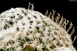 Image of Mammillaria crinita DC.