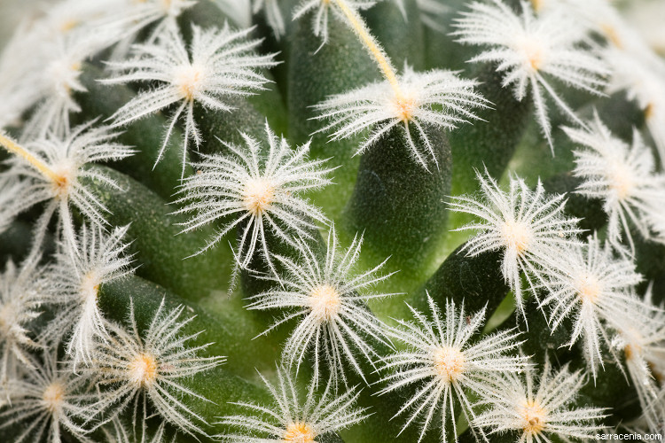 Image of Mammillaria crinita DC.