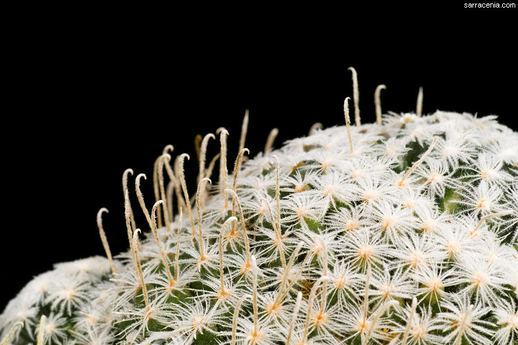 Image of Mammillaria crinita DC.