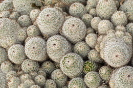 Image of Mammillaria haageana Pfeiff.