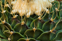Image of Artichoke cactus