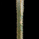 Image of Pilosocereus glaucochrous (Werderm.) Byles & G. D. Rowley