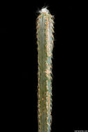 Plancia ëd Pilosocereus glaucochrous (Werderm.) Byles & G. D. Rowley