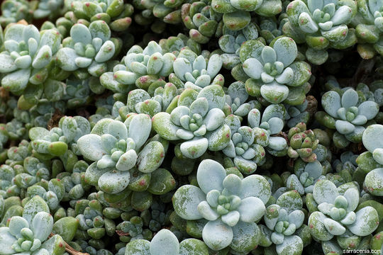 Image de Sedum clavatum R. T. Clausen