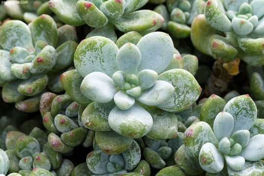 Imagem de Sedum clavatum R. T. Clausen