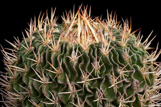 Image of Stenocactus crispatus (DC.) A. Berger