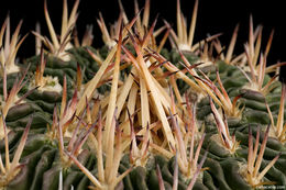 Image of Stenocactus crispatus (DC.) A. Berger