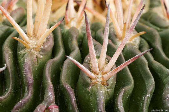 Image of Stenocactus crispatus (DC.) A. Berger