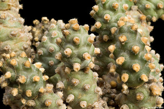 Image of Tephrocactus molinensis (Speg.) Backeb.