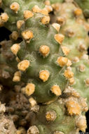 Image of Tephrocactus molinensis (Speg.) Backeb.