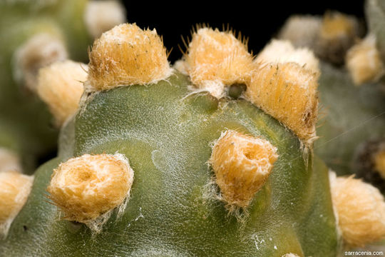 Image of Tephrocactus molinensis (Speg.) Backeb.