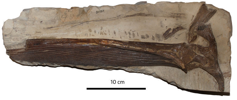 Image of Protosphyraena