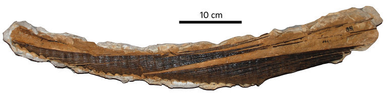 Слика од Protosphyraena