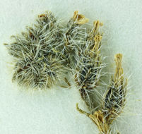 صورة <i>Cryptantha holoptera</i>