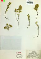 Image of Hoover's cryptantha