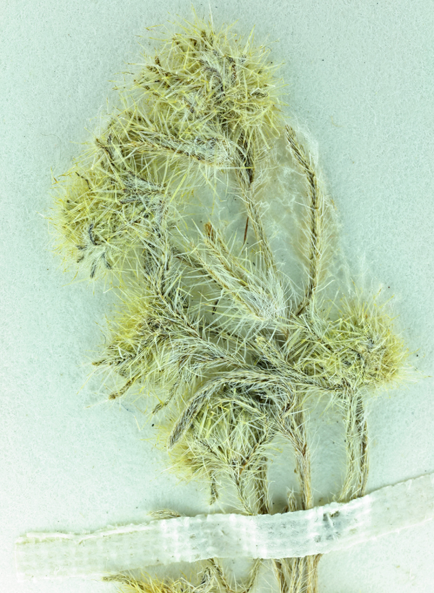 Image of Hoover's cryptantha