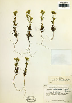 Plancia ëd Cryptantha leiocarpa (Fisch. & C. A. Mey.) Greene