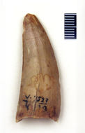 Image of <i>Sebecus huilensis</i>