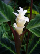 Sivun <i>Calathea warscewiczii</i> kuva