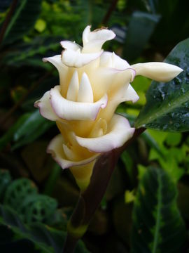 Image of <i>Calathea warscewiczii</i>