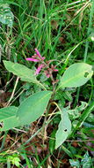 Image of Ruellia cearensis Lindau