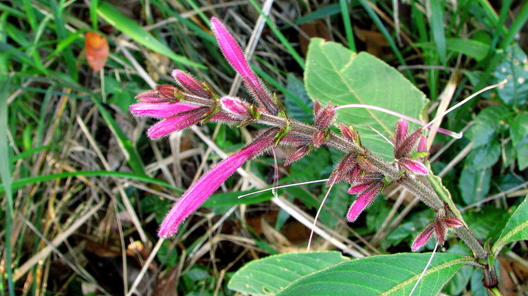 Image of Ruellia cearensis Lindau