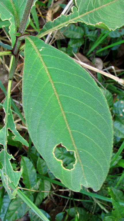 Image of Ruellia cearensis Lindau