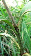 Image of Ruellia cearensis Lindau