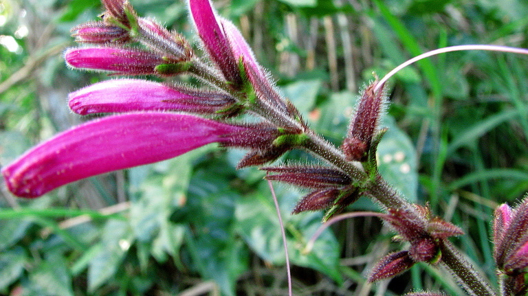 Image of Ruellia cearensis Lindau