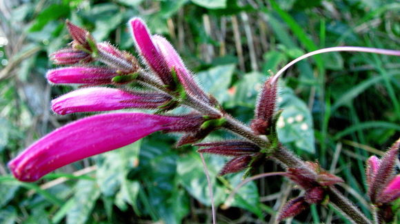 Image of Ruellia cearensis Lindau