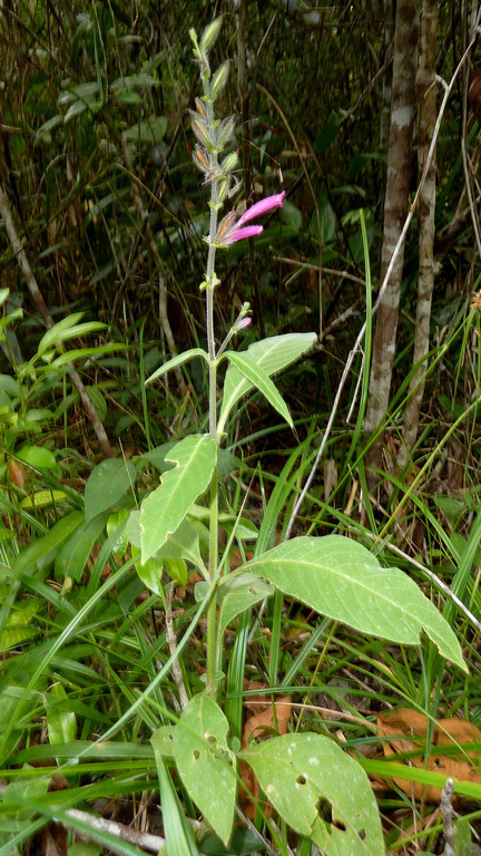 Image of Ruellia cearensis Lindau