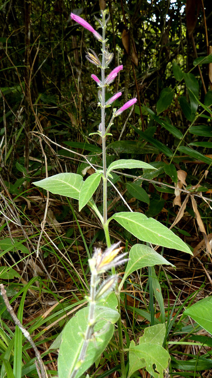 Image of Ruellia cearensis Lindau