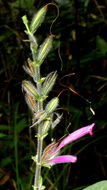 Image of Ruellia cearensis Lindau