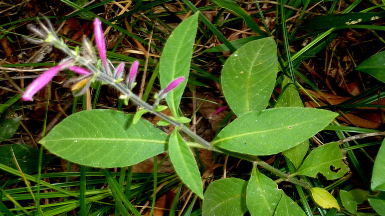 Image of Ruellia cearensis Lindau