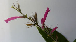 Image of Ruellia cearensis Lindau