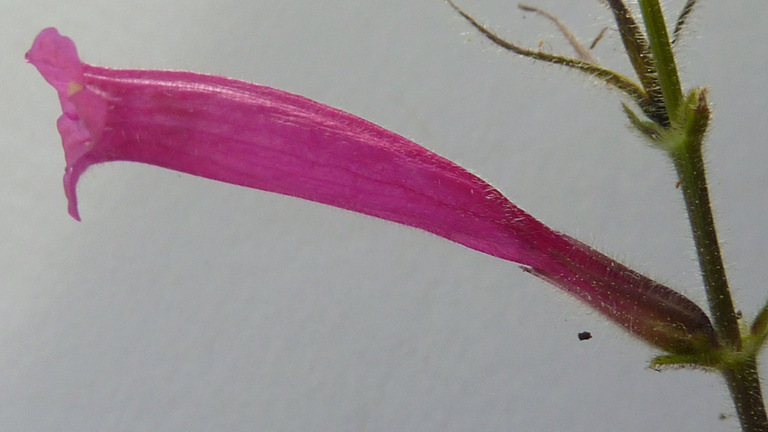 Image of Ruellia cearensis Lindau