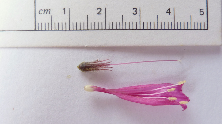 Image of Ruellia cearensis Lindau