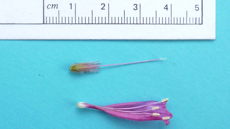 Image of Ruellia cearensis Lindau