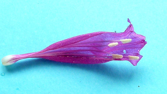 Image of Ruellia cearensis Lindau