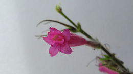 Image of Ruellia cearensis Lindau