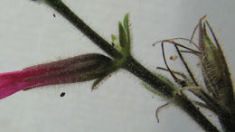 Image of Ruellia cearensis Lindau